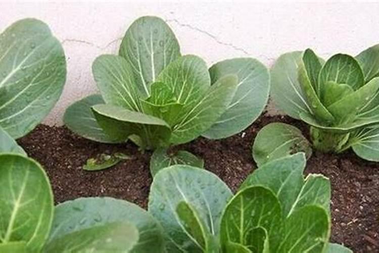 种青菜用什么肥料长得好