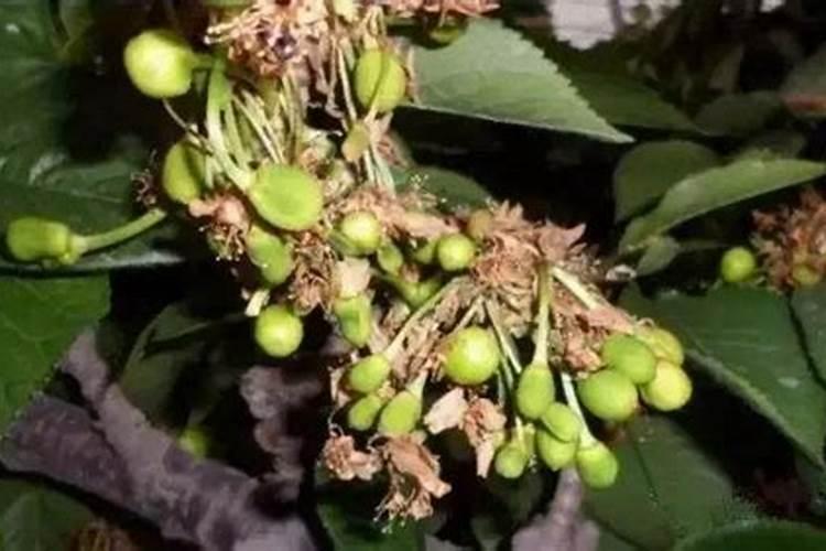 樱桃树苗的春季管理