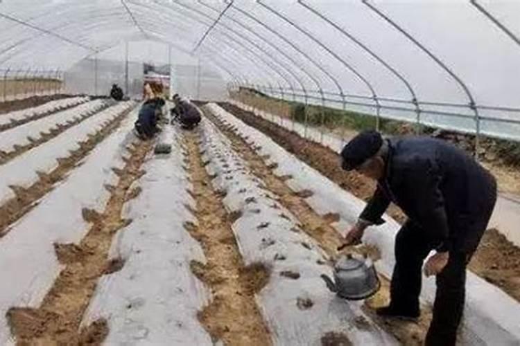 西瓜定植后如何管理？