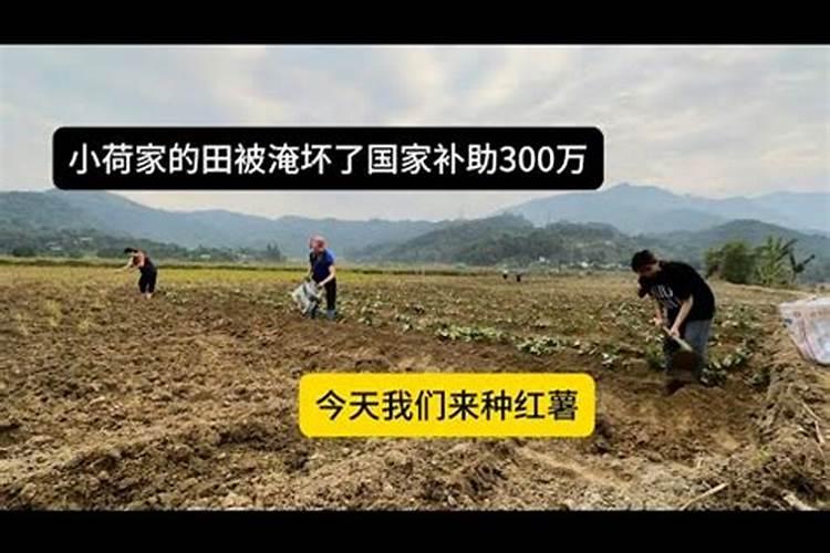 氮肥的使用方法和技巧