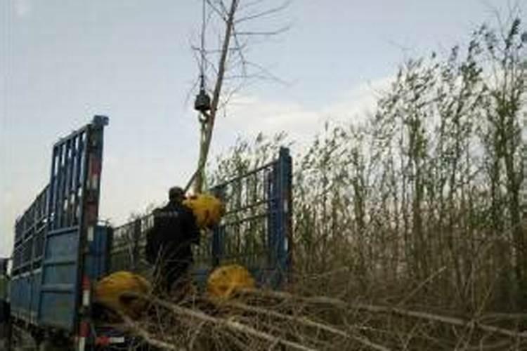 用什么草坪专用肥好