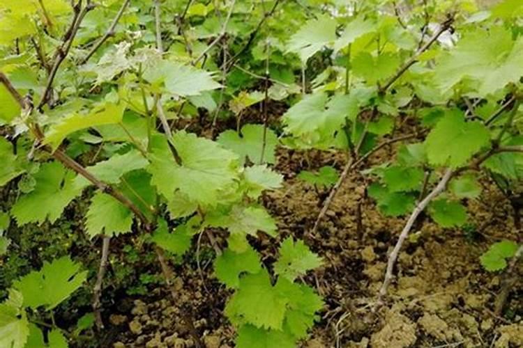 栽种红薯需要用底肥吗？底肥该如何选择？