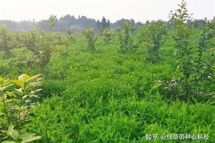 有哪些植物可用做果园覆盖绿肥