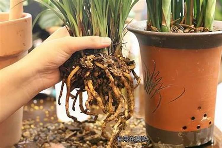 马铃薯膜下滴灌栽培技巧