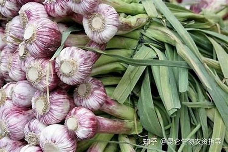 种植大蒜怎么防止或减少出现气蒜？