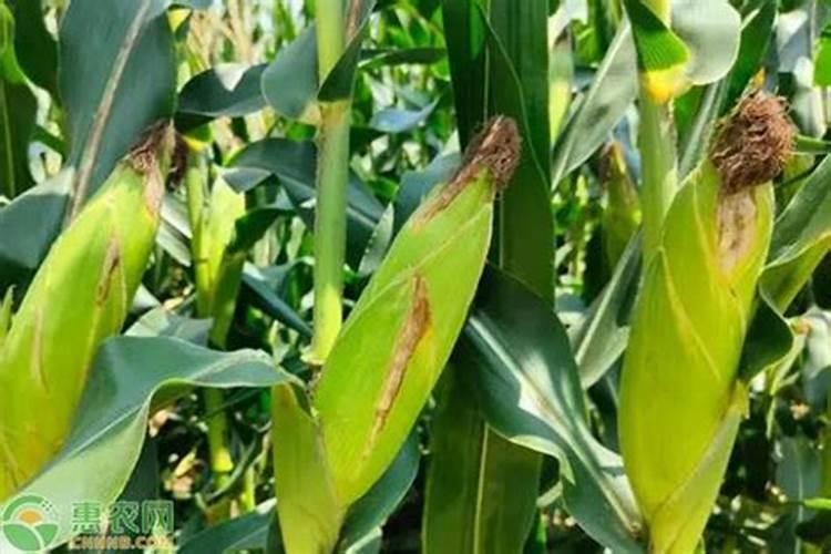 控释肥一次给多少