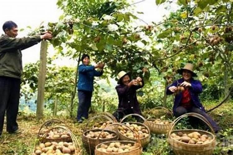 什么时候给果树上黄腐酸钾,作用是什么