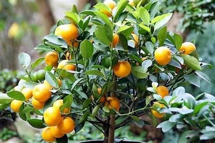 在家里种金桔怎么施肥