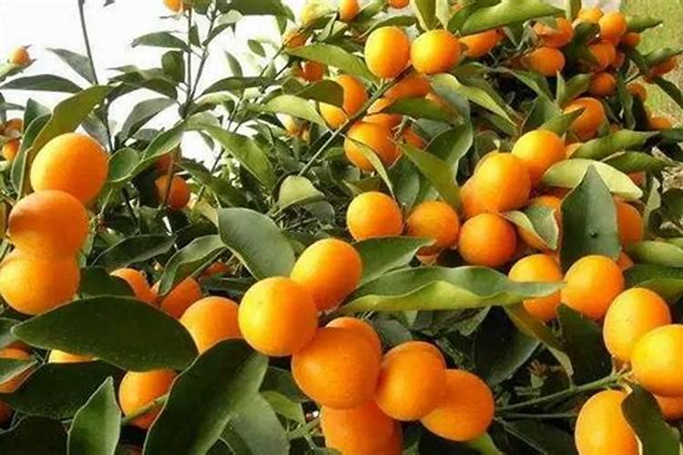 金桔树用什么肥料最好