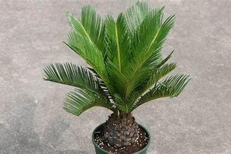 铁树室内种植方法