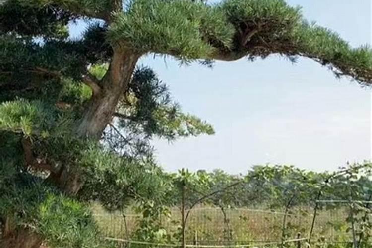 罗汉松盆景可以施用硫酸亚铁吗？什么花不能浇硫酸亚铁罗汉松