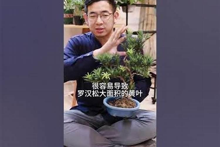 罗汉松喜欢酸性还是碱性？