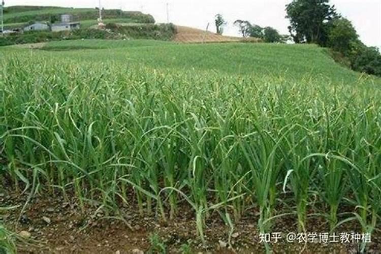 红钻彩椒小苗很枝高怎么办？
