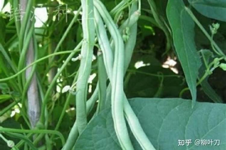 种植土豆用什么化肥