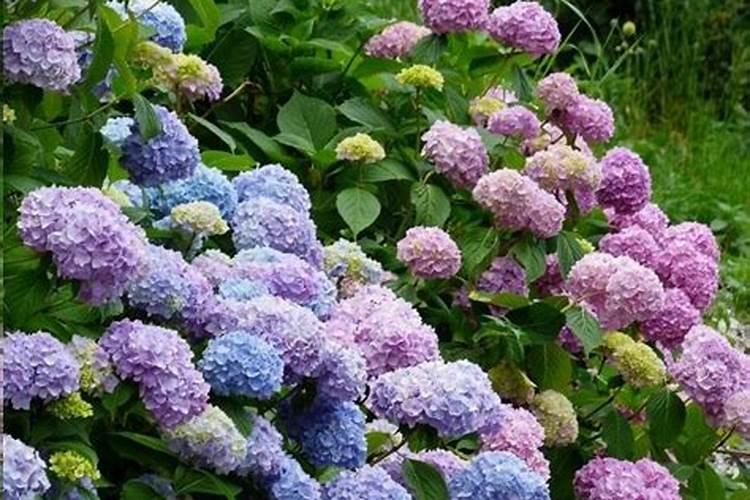 开花需要磷肥还是钾肥