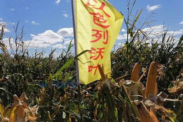 兰花喷什么叶面肥最好(兰花叶面肥喷施注意事项)