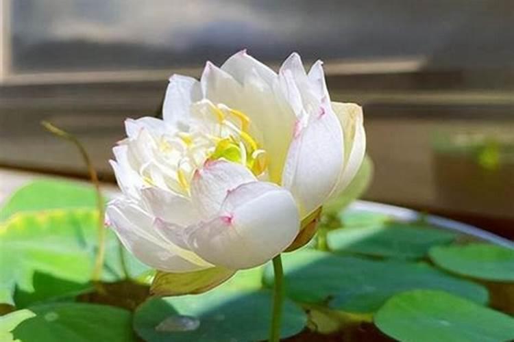 碗莲用什么肥料比较好