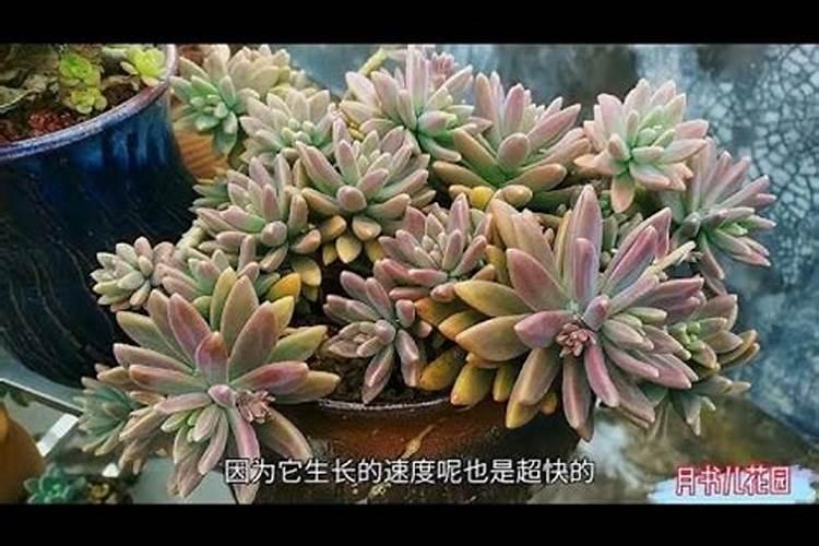 猕猴桃挂果后施什么肥料 猕猴桃如何施肥