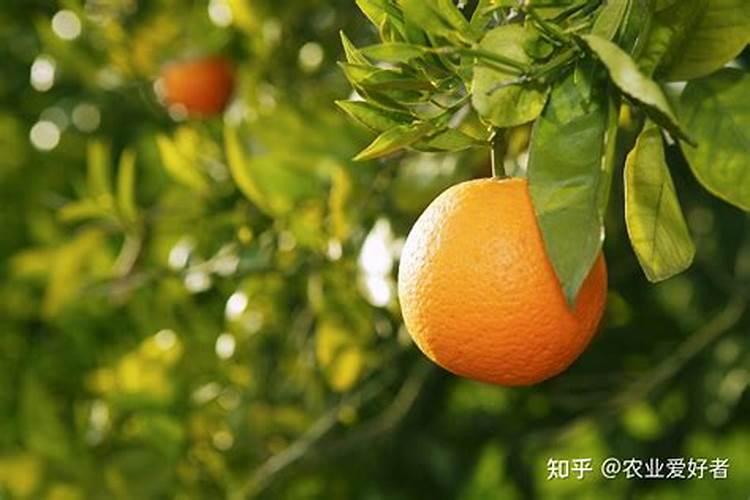 鱼蛋白为什么会发臭？