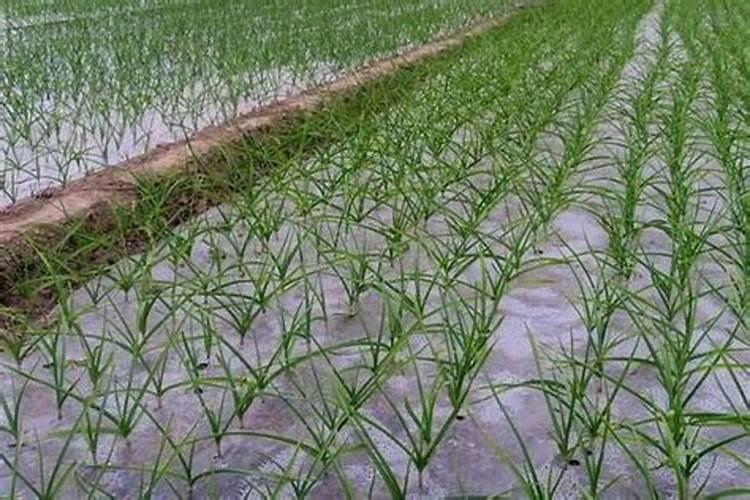 葱姜蒜先锋用在大蒜上什么阶段 喷洒最佳？
