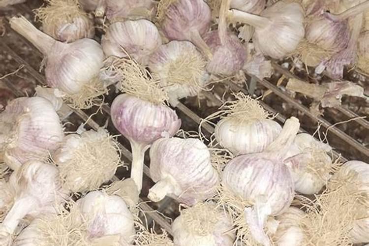 大蒜春季管理技术有哪些？