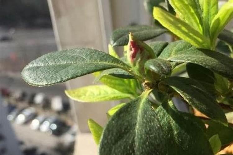 西红柿结果期水肥如何管理