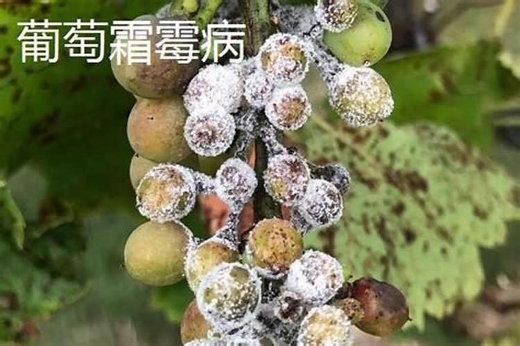 葡萄生根肥用什么好