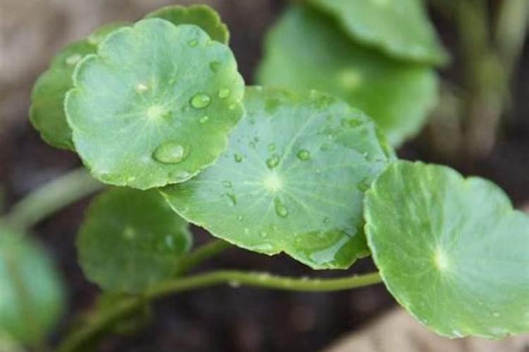 多肉植物用什么肥料好