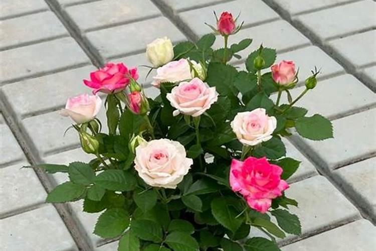 怎样施肥可以让花开的爆盆