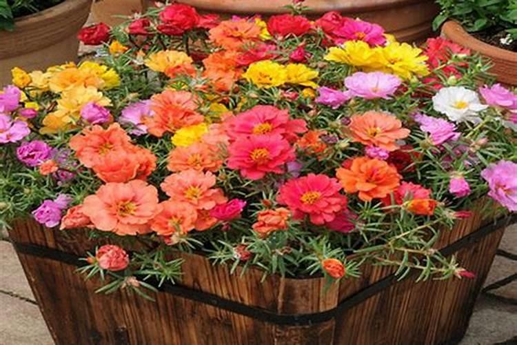 促使花开花用什么肥、催花开用什么肥