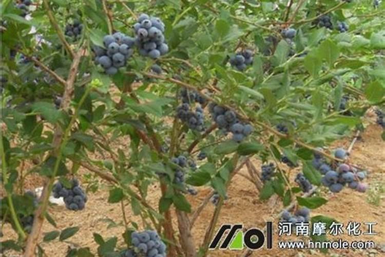 用什么给兰花施肥比较好