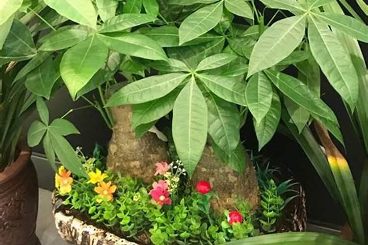壬菌铜和噻菌铜哪个杀菌效果好