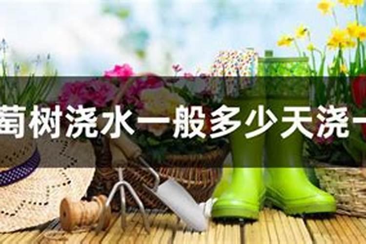 葡萄多久施一次肥