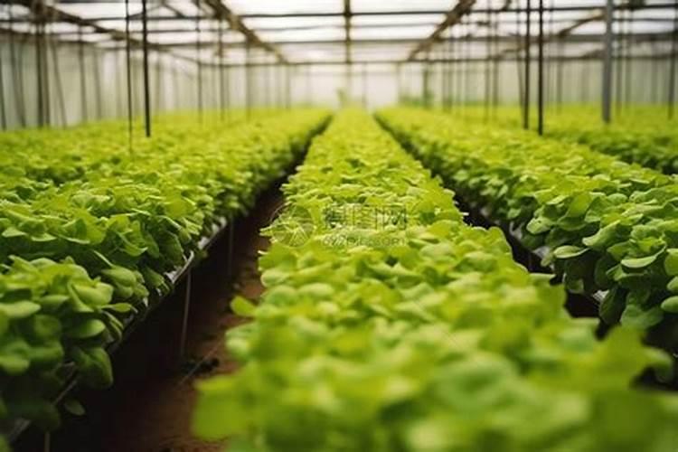 可做温室肥料的气体是什么