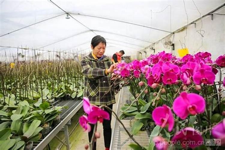 蝴蝶兰水养殖怎么施肥