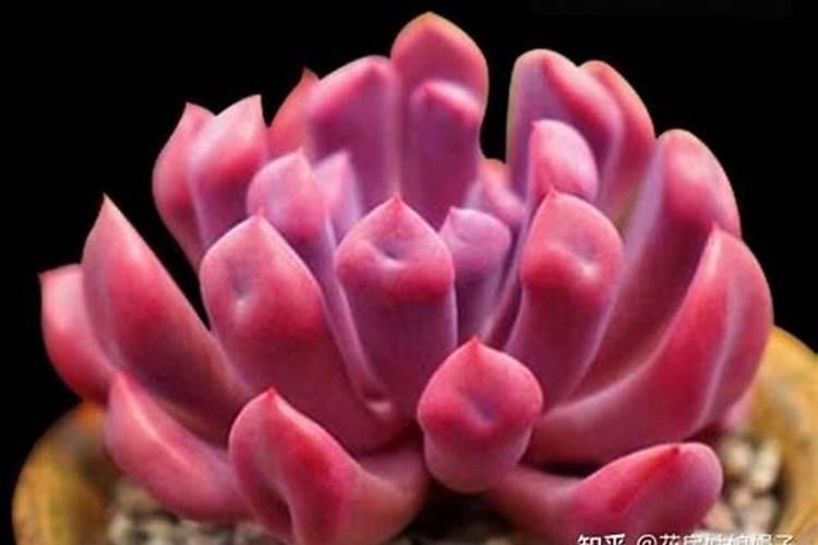 多肉植物用什么肥料复合肥可以吗