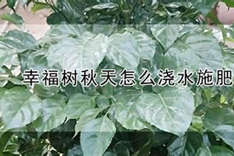 正常水稻的产量一亩多少斤