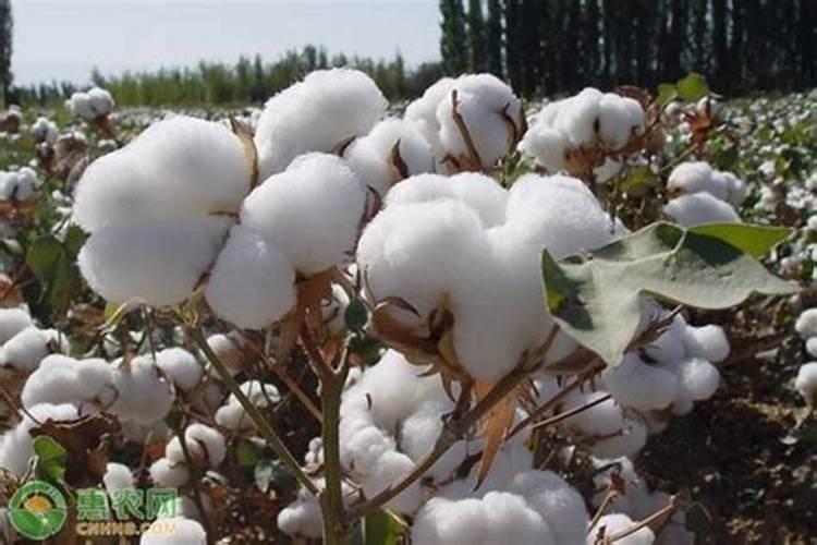 在农村种植桉树是好是坏？会破坏生态和水质吗？