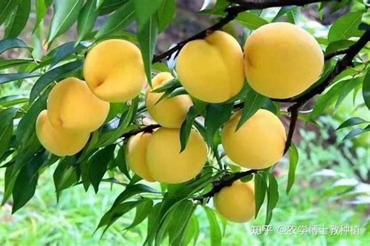 桃子为了增加甜度,施什么肥？