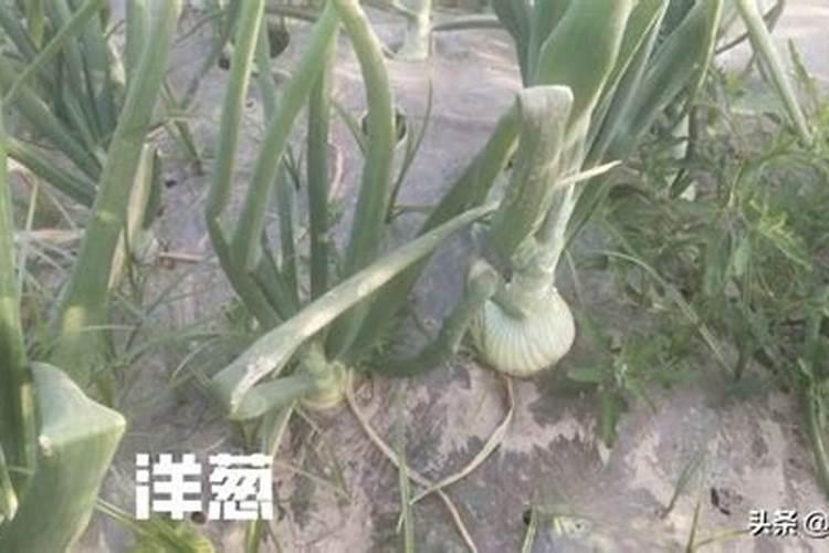 地栽月季花施有机肥方法？