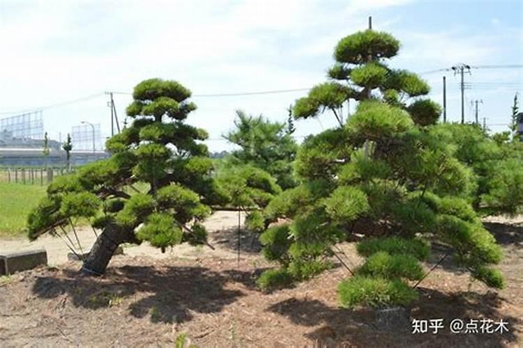 黑松怎么样施肥
