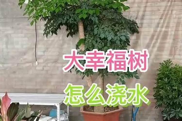 幸福树秋天怎么浇水施肥
