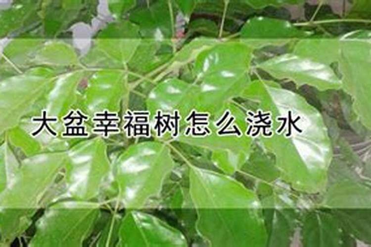 幸福树怎么养护与浇水