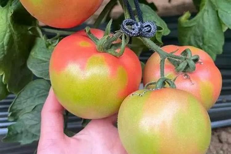 果树浇鱼蛋白会不会影响转色的效果