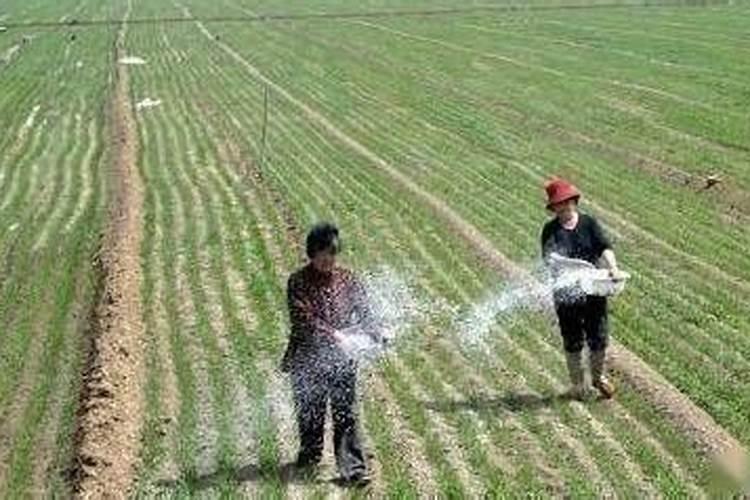 三角梅夏天换盆、修剪和盆土的配制方法