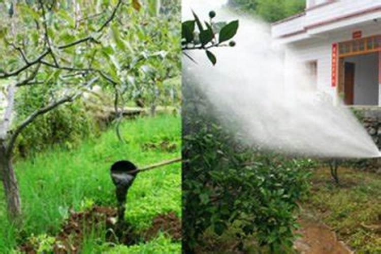 植物吸收氮肥属于氮的固定吗