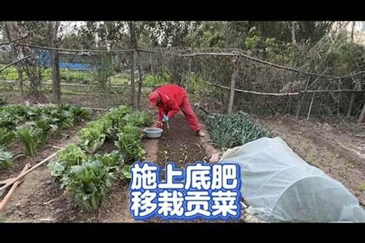 土豆施肥用什么肥料