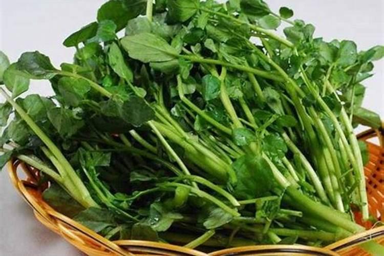 比较适合在5月份种植的蔬菜有哪些呢