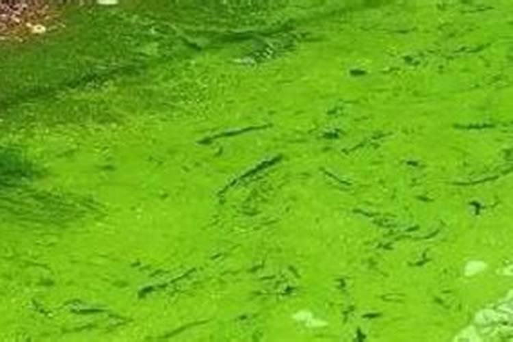 氮肥高了怎么处理