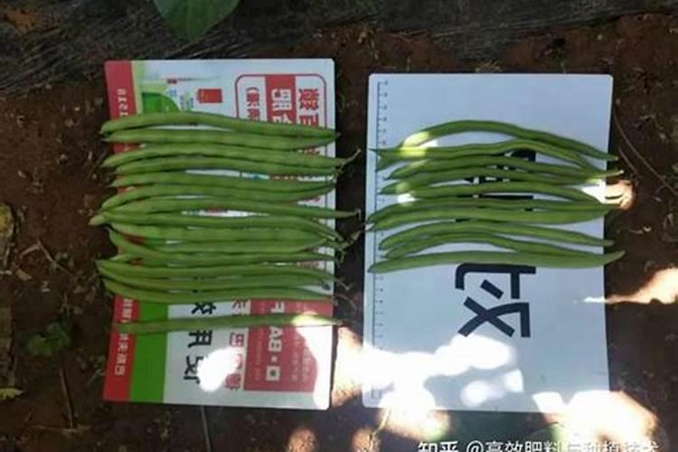 荔枝树怎样管理来年才能丰收